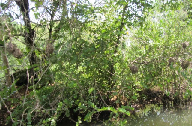Park National Los Haitises mangrove 1